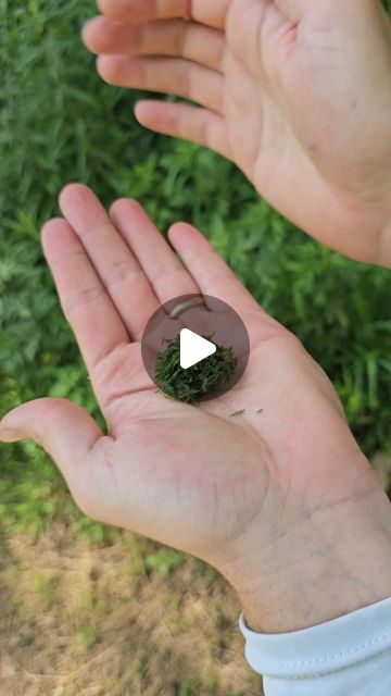 John on Instagram: "Foraging a natural insect repellent called Yarrow 

#bugrepellent #outdoors #selfreliance #foraging #medicinalplants #survival #bushcraft #yarrow #mosquitorepellent #yarrow" Diy Insects, Insect Repellent Essential Oils, Yarrow Plant, Survival Prep, Survival Bushcraft, Diy Herbal Remedies, Dollar Store Diy Projects, Plant Hacks, Health Ideas