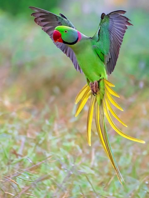 Alexandrine Parakeet | Palaeornis eupatria … Kiwi Cartoon, Alexandrine Parakeet, Alexandrine Parrot, Flying Parrot, Parrot Logo, Parrot Flying, Red Roses Wallpaper, Underwater Animals, Gustave Dore