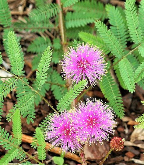 Purple Mimosa, Chrysanthemum Plant, Mimosa Pudica, Seeds Growing, Seeds Gifts, Sensitive Plant, Plants Uk, Plant Goals, Fragrant Plant