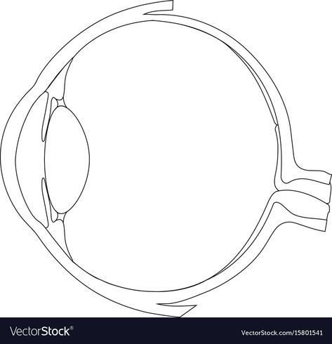 Human Eye Anatomy Drawing, Structure Of Eye Notes, Eyes Structure Drawing, Eye Anatomy Drawing Medical, Structure Of Eye, Anatomy Of Eye, Eye Anatomy Drawing, Physiology Art, Human Eye Diagram