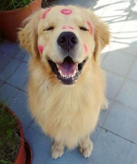 15 Adorable Photos Of Golden Retrievers That Can Warm Even The Coldest Heart Funniest Videos, Golden Retriever Puppy, Dogs Golden Retriever, Cute Dogs And Puppies, Youtube Music, Adorable Animals, Happy Dogs, Dog Photos, Cute Funny Animals