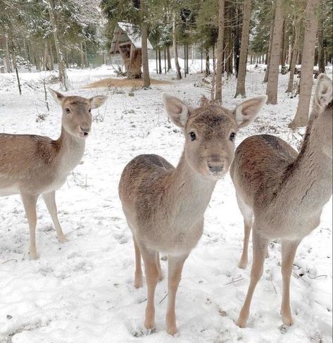 Falling Down Aesthetic, Down Aesthetic, Deer Snow, Horses In Snow, Vision Board Pics, Glamorous Christmas, Winter Deer, Snow Falling, Winter Fairy