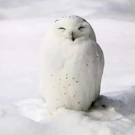 Arctic Owl, Snow Animals, Fun Facts About Animals, Baby In Snow, Snow Owl, Owl Photos, Owls Drawing, White Owl, Snowy Owl