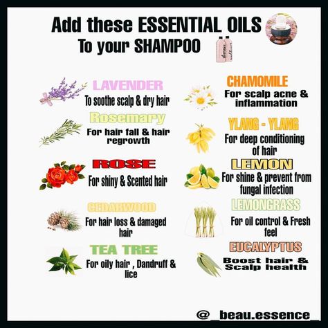 Essential Oils To Add To Shampoo, Essential Oils For Oily Hair, Essential Oils For Losing Hair, Essential Oils For Hair Repair, Essential Oil Shampoo Recipe, Rosemary Essential Oil Benefits, Doterra Shampoo, Best Essential Oils For Hair, Essential Oil For Hair