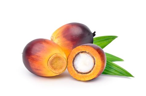 Oil Palm Tree, Names Of Fruits, Palm Tree Types, Name For Kids, Fruits Name In English, Tree Types, Palm Fruit, Palm Fruit Oil, Fruit Names