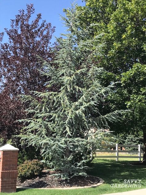 Weeping Blue Atlas Cedar, Blue Atlas Cedar, Atlas Cedar, Farmhouse Fixer, Farmhouse Fixer Upper, Specimen Trees, Foundation Planting, Cedar Trees, Going Natural