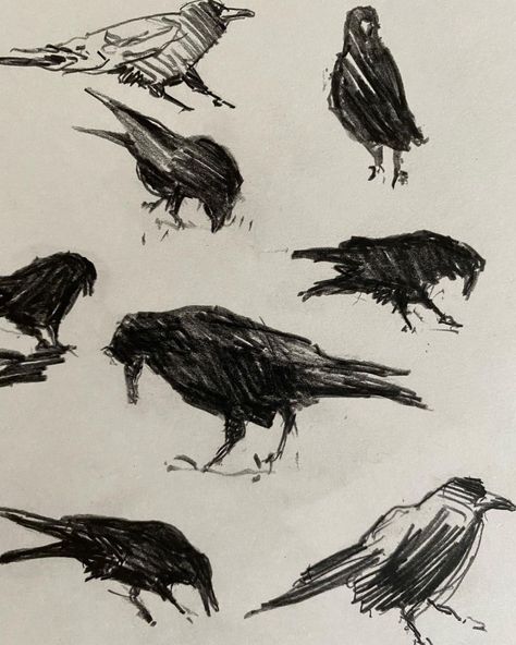 Rose (@godsaveoriginality) • Instagram photos and videos Ink Bird Drawing, Grackle Drawing, Bird Ink Drawing, Bird Drawing Reference, Crow Drawings, Crow Drawing, Bird Sketches, Bird Study, Crows Drawing