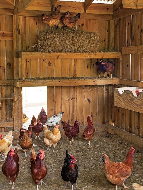 Coming Home To Roost | Southern Living Coop Design, Chicken Cages, Chicken Coop Designs, Chicken Garden, Coop Plans, Keeping Chickens, Building A Chicken Coop, Chicken Coop Plans, Backyard Chicken Coops