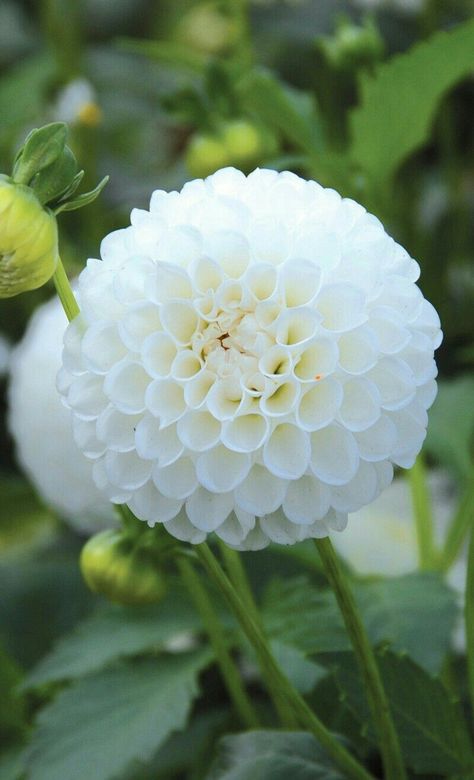 Beautiful Delilah Dahlia Pompon, Bridal Bouquet Roses, White Flowers Garden, White Rose Bouquet, Bouquet Roses, Rose Bridal Bouquet, Gladioli, Roses White, White Plants