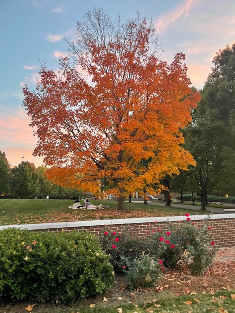 fall tree, no filter, nature, beautiful nature, fall vibes Nature Fall, Fall Wallpapers, Collage Pictures, Fall Trees, Fall Tree, Fall Things, Autumn Tree, Spooky Szn, Fall 24