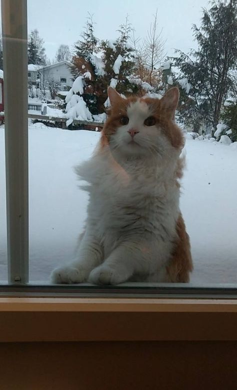 Spotted the neighbours Turkish Van cat wanting to come inside 10/10. Bonus video in comments Cats In Boxes, Turkish Van Cats, Turkish Van, Savannah Cat, Cat Box, Cat Character, Cat Training, Cat Photography, Ginger Cats