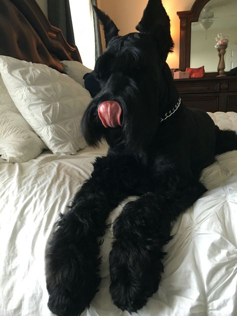 Giant Schnauzer Puppy, Cute Shnouzers, Giant Schnauzer Aesthetic, Black Schnauzer, Schnauzer Breed, Dog Day Afternoon, Spoiled Dogs, Giant Schnauzer, Schnauzer Puppy