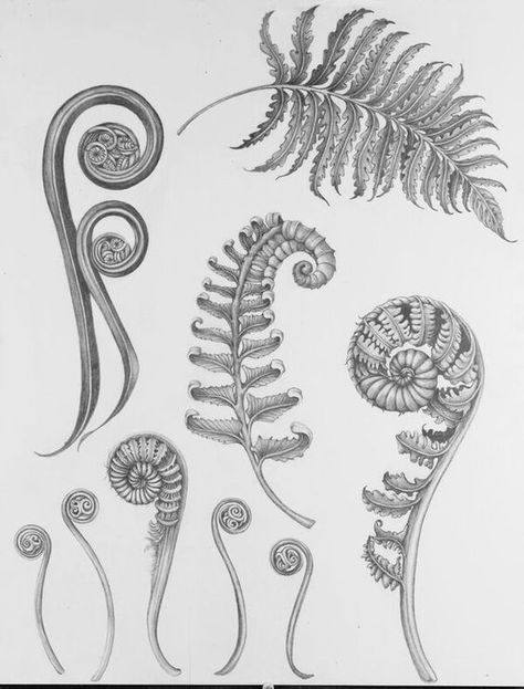 Even more fern shapes Fern Illustration, Botanisches Tattoo, New Zealand Tattoo, Fiddlehead Ferns, Fern Tattoo, Irezumi Tattoos, Plant Tattoo, Tattoos Skull, Maori Art