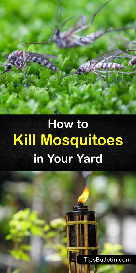 Discover the best ways of killing and repelling mosquitoes. Make a mosquito control yard spray with neem oil or soapy water, or create an easy DIY mosquito trap. Many essential oils that repel mosquitoes also soothe an itchy mosquito bite. #killing #mosquitoes #outdoors Mosquito Trap Diy, Mosquito Deterrent, Kill Mosquito Larvae, Mosquito Yard Spray, Mosquito Dunks, Irish Spring Soap, Diy Mosquito Repellent, Best Mosquito Repellent, Natural Mosquito Repellent