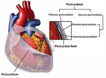 Pericardium Serous Membrane, Med Surg Nursing, Study Biology, Human Anatomy And Physiology, Medical Imaging, Medical Coding, Cardiovascular System, Anatomy And Physiology, Human Anatomy