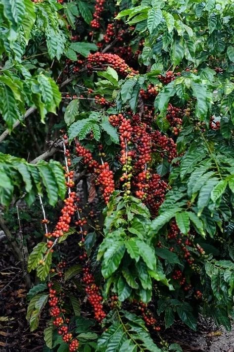 Coffee Plant Care, Coffee Bean Plant, Coffee Bean Tree, Coffee Plants, Wine Chateau, Growing Coffee, Houses Exterior, Robusta Coffee, Growing Fruit Trees