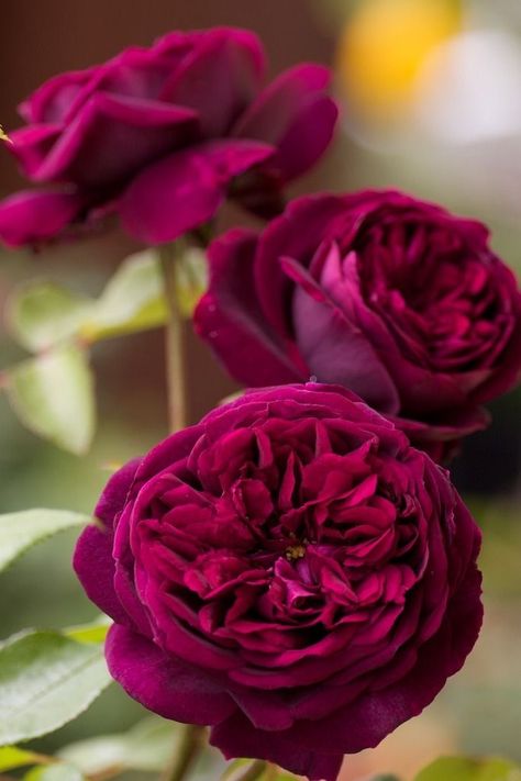 Old English Roses, Cottage Garden Roses, Food Plot, Rose Plant, David Austin Roses, David Austin, Planting Roses, Cabbage Roses, English Rose