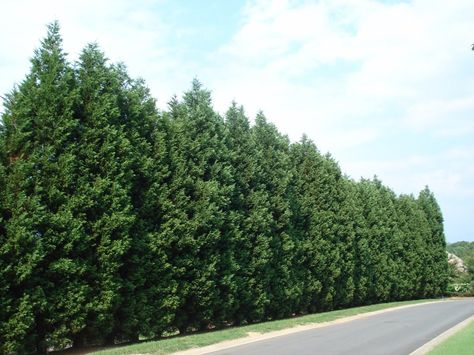 Leyland Cypress Tree Evergreen Trees For Privacy, Leyland Cypress Trees, Thuja Green Giant, Emerald Green Arborvitae, Fast Growing Evergreens, Leyland Cypress, Growing Trees, Arborvitae Tree, Privacy Trees