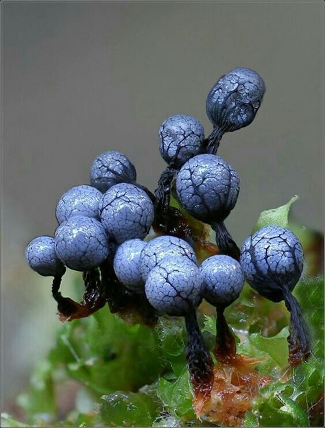 Unusual Mushrooms, Strange Mushrooms, Pretty Mushrooms, Alien Flora, Blue Mushrooms, Slime Mold, Colorful Mushrooms, Blue Mushroom, Alien Plants