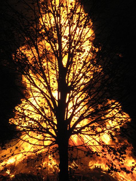 Tree On Fire Aesthetic, Fire Images, Breathing Fire, Wildland Fire, Wild Fire, Forest Fire, Fire And Ice, Photography Nature, Tornado