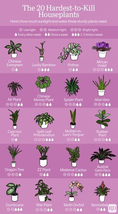 20 Best Low-Maintenance Houseplants to Grow | Easy Indoor Plants Low Maintenance Indoor Plants, Philodendron Plant, Plant Care Houseplant, Plant Tattoo, Inside Plants, Growing Plants Indoors, House Plants Decor, Spider Plants, Low Maintenance Plants