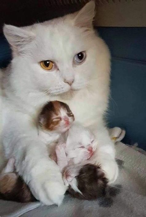 a cute picture of a white cat sitting up and holding two kittens in its arms Regnul Animal, Cele Mai Drăguțe Animale, Koci Humor, Mama Cat, Kitten Pictures, Haiwan Peliharaan, Cat Facts, Cat Aesthetic