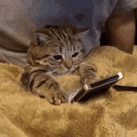 Tired Cat GIF - Tired Cat Texting - Discover & Share GIFs Phone Gif, Watch Gif, Cat Watch, George Michael, Cat Sleeping, All About Cats, Cat Pin, Cat Gif, Cat House