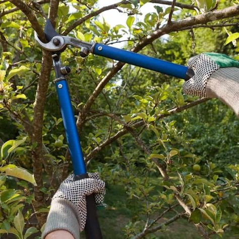 Tame your garden with these pruning tools! I'll show you how to use pruning shears, loppers and saws to whip your yard into shape! Learn the difference between the different pruning tools and how to use them all correctly for a beautiful garden! Tree Removal Service, Stump Removal, Urban Tree, Pruning Tools, Tree Pruning, Tree Removal, Garden Maintenance, Tree Service, Landscape Services