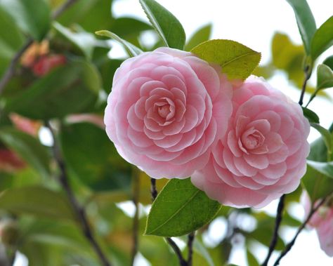 Middlemist Camellia, Flowers, Nature