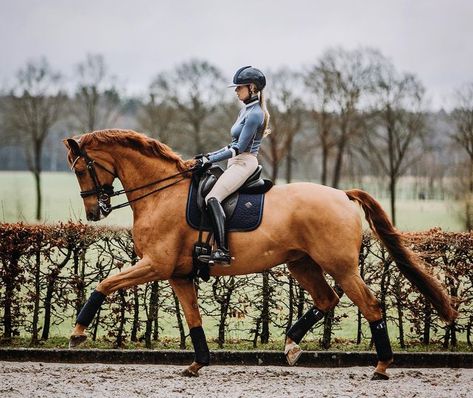 Chestnut Dressage Horse, Kwpn Horse, Hunter Horse, Love Power, Equestrian Facilities, Horse Dressage, Dressage Horses, Chestnut Horse, Horse Drawings