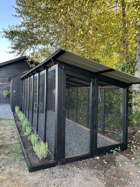 Chicken Coop - Greenhouse Duck Coop, Chicken Coop With 2 Runs, Massive Chicken Coop, Backyard Garden And Chicken Coop, Chicken Coop Designs Small, Chicken Coop Garden Shed, L Shaped Chicken Coop And Run, Pavers Around Chicken Coop, Chicken Coop Vegetable Garden