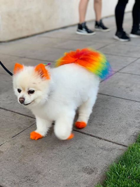 Dyed Dog Tail, Dyed Pomeranian, Dog Fur Dye Ideas, Dogs With Dyed Fur, Dyed Dogs Hair, Dog Hair Color Ideas, Poodle Puppy Cut, Dyed Dogs, Dog Hair Dye