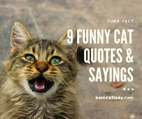 It's Friday!  You know what that means?  New post is UP!  I thought I'd be funny this week.  Check it out!  Be sure to leave for favorite funny cat quote in the comments!  https://barncatlady.com/funny-cat-quotes-and-sayings/  #barncatlady #barncats #catquotes #quotesandsayings #funnyquotes #newpost #blog Cat Nap Quotes, Cat Sayings Quotes Hilarious, Sarcastic Cat Quotes, Funny Cat Sayings Humor, Funny Cat Quotes Hilarious, Cat Sayings Quotes, Cat Quotes Instagram, Cat Person Quotes, Crazy Cat Lady Quotes