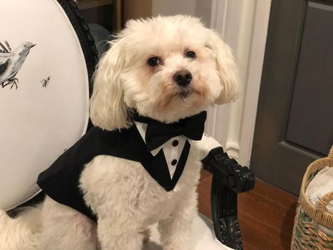 Charcoal Gray dog wedding tuxedo dog wedding attire dog | Etsy Dog Tux, Dog Wedding Outfits, Formal Dog, Dog Wedding Attire, Gray Dog, Dog Tuxedo, Wedding Tuxedo, Dog Suit, Cute Dog Clothes