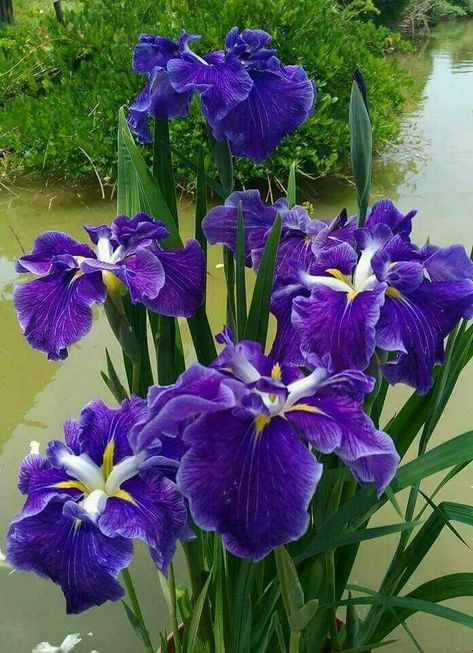 Purple Flower Names, Purple Iris Flowers, Have Inspiration, Purple Iris, Iris Flowers, Spring Blooms, Exotic Flowers, Flowers Nature, Beautiful Blooms