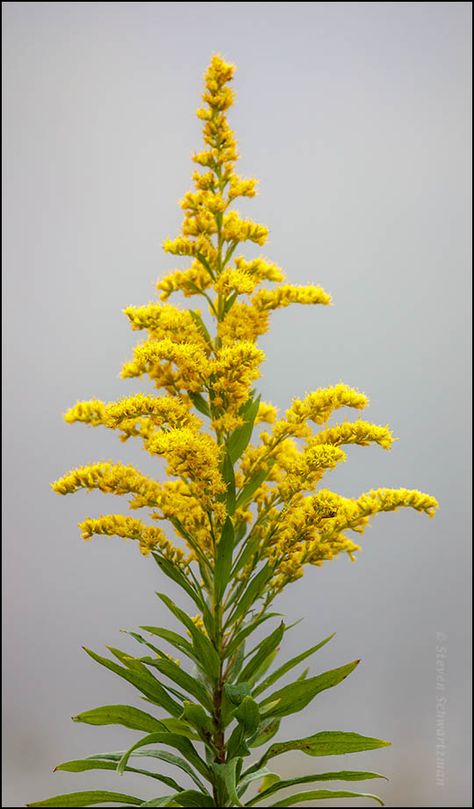 Goldenrod Flower Tattoo, Goldenrod Aesthetic, Goldenrod Watercolor, Golden Rod Flower, Canadian Goldenrod, Goldenrod Tattoo, Kentucky Wildflowers, Nebraska Tattoo, Autumn Flowering Plants