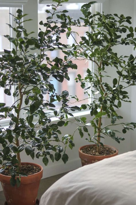 Yellow Skincare, Lemon Tree Potted, Citrus Tree Indoor, Indoor Lemon Tree, Skincare Texture, Kumquat Tree, Meyer Lemon Tree, Citrus Plant, Indoor Trees