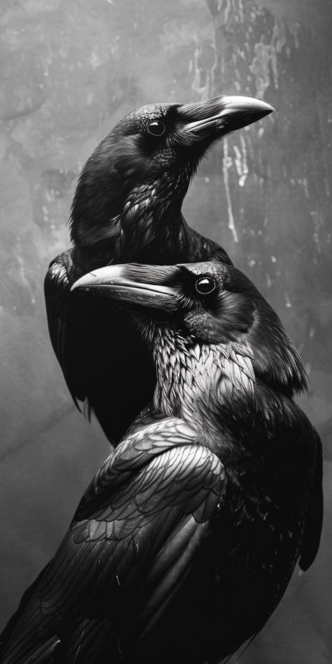 two crows one on top of the other, each looking to the side, black and white, very realistic, cinematic light  two crows one on top of the other, each looking Dark Crow Wallpaper, Two Crows, Two Ravens, Side Crow, Looking To The Side, Waylon Jennings, Better Tomorrow, Tomorrow Will Be Better, Crows