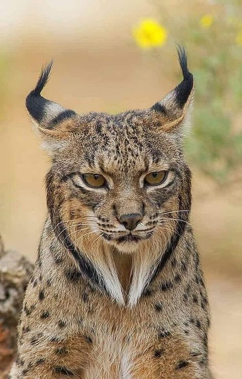 Iberian lynx by wildlifephotography Iberian Lynx, Eurasian Lynx, Rare Cats, Wild Animals Pictures, Exotic Cats, Great Cat, Majestic Animals, Cheetahs, Lynx