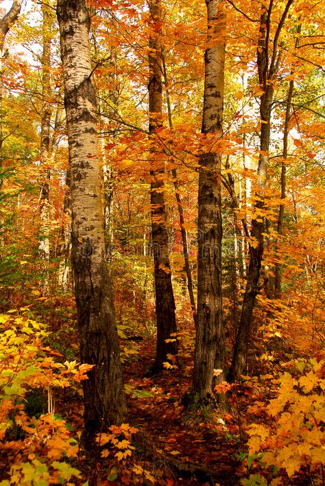 Fall forest. Golden fall forest with hiking trail , #AD, #Golden, #forest, #Fall, #trail, #hiking #ad Yellow Brown Aesthetic, Japanese Maple Leaves, Forest Cafe, Artist Problems, Fall Forest, Fall Faves, Yellow Tree, Forest Background, Scenery Background