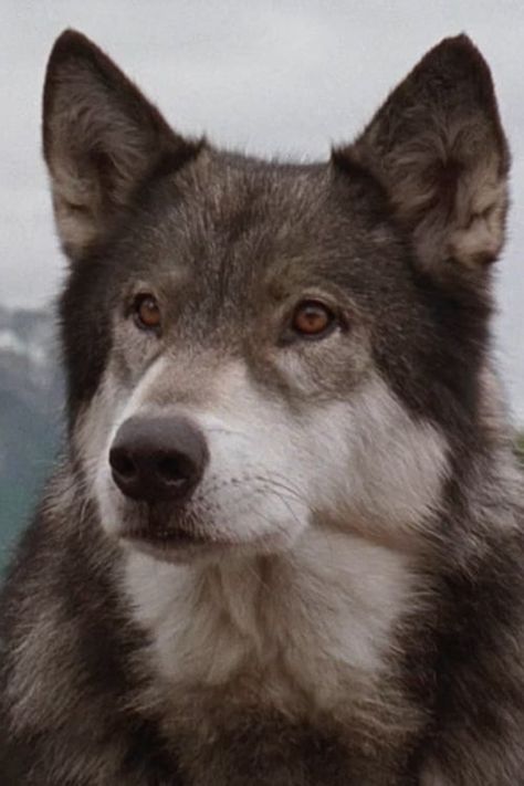 White Fang Movie, Black Dragon Tattoo, White Fang, Wolf Dogs, Sled Dogs, Disney Live, Disney Live Action, Animal References, Wolf Dog