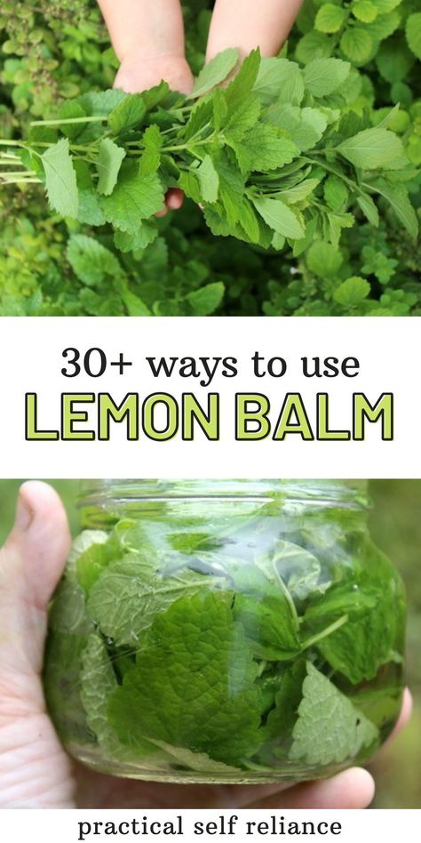 Gardening In Phoenix Az, Drying Lemon Balm, Kitchen Grimoire, Dried Lemon Balm, Lemon Balm Uses, Lemon Balm Recipes, Herb Medicine, Herbal Medicine Recipes, Herbal Remedies Recipes