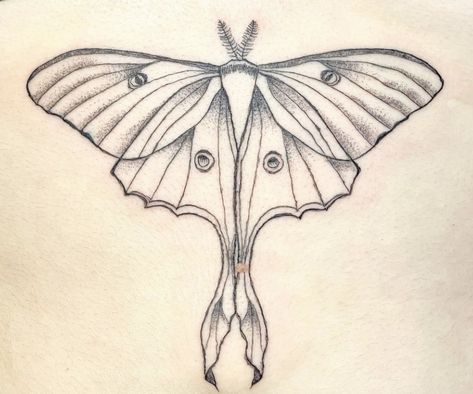 Luna Moth Tattoo Placement, Luna Moth Sketch, Luna Moth Tattoo Design, Moth Sketch, Luna Moth Drawing, Mid Back Tattoo, Luna Moth Tattoo, Moth Drawing, Moth Tattoo Design