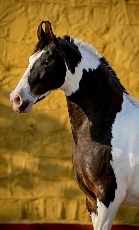 Marwari. This rare, truly unique breed has received important exposure outside its native India largely by the efforts of Russian photographer, Ekaterina Druz. Unique Horses, Marwadi Horse, Ahal Teke, Cheval Pie, Marwari Horses Photography, Black Horse With White Mane, Brown Horse With White Mane, Rare Horses, Marwari Horses