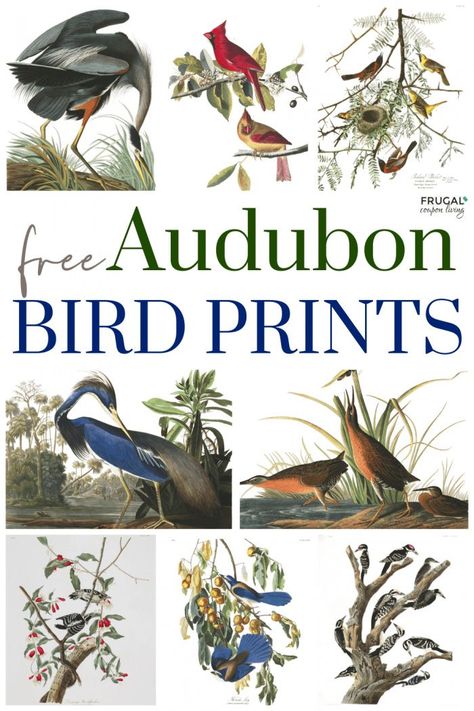 Love bird paintings - Where to Get Audubon Prints free. Vintage bird prints framed are timeless and classic. Learn how to download free Audubon bird sketch prints and where to find beautiful illustrated vintage bird prints for framing and home décor. You will love Bird drawings, Audubon birds of America illustrations, bird botanical prints, vintage bird prints black & white, bird home décor and more. #free #FrugalCouponLiving #audubon #birds Audubon Bird Prints, Audobon Birds, Vintage Bird Prints, Sketch Prints, Botanical Prints Free, Bird Printables, Trunk Makeover, Botanical Printables, Audubon Prints