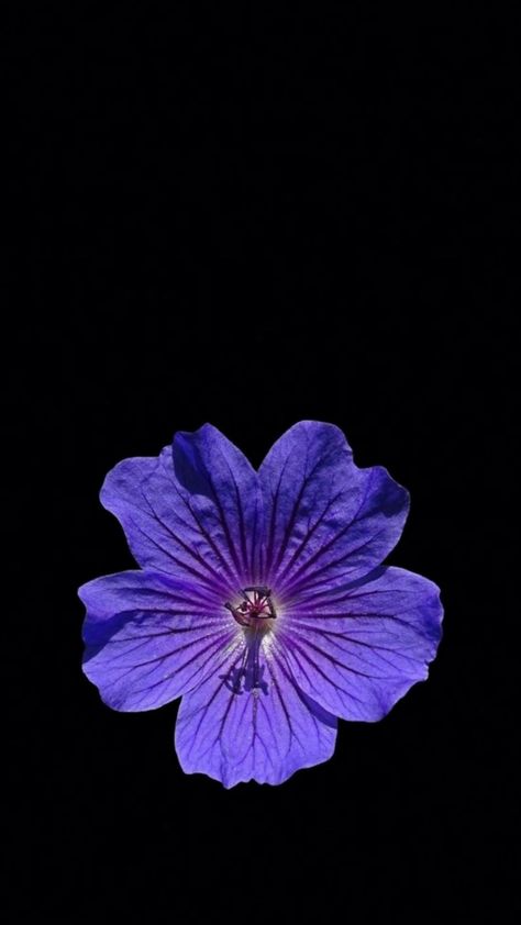 #violet #flower #wallpapers Violet Flower Wallpaper, Flowers Black Background, Flower Wallpapers, Flower Iphone Wallpaper, Comic Art Girls, Violet Flower, Flower Wallpaper, Wallpaper Quotes, Black Background