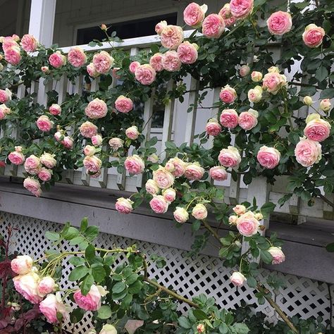 Climbing Roses Balcony, Balcony Rose Garden, Creeping Roses, Eden Climbing Rose, Indoor Roses, Rose Garden Landscape, Eden Rose, Rose Garden Design, Climbing Flowers