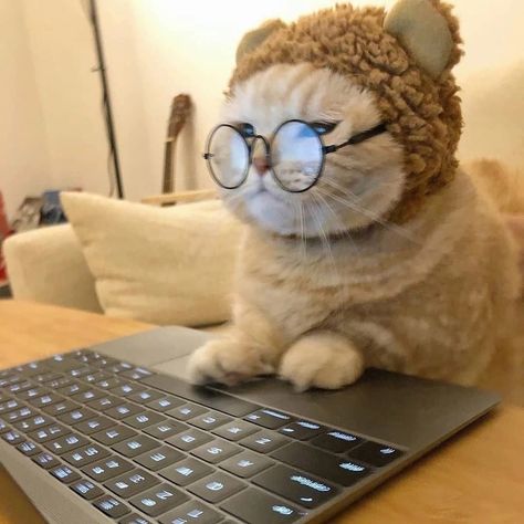 Kitten Wallpaper, Cat Work, Funny Cat Wallpaper, Cat Glasses, Wallpaper Laptop, Cute Cat Wallpaper, Cute Cats Photos, Cat Aesthetic, Cute Cats And Kittens