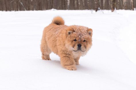 Mini Chow Chow: Dog Breed Info, Pictures, Facts, FAQs & More Mini Chow Chow, Miniature Chow Chow, Chow Chow Dog Puppy, Chow Puppies For Sale, Chow Dog Breed, Chow Chow Dog, Chow Dog, Chow Chow Puppy, Chow Chow Dogs