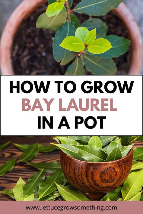 How to Grow Bay Laurel in a Pot Bay Leaf Plant, Growing Herbs In Pots, Lettuce Grow, Bay Laurel Tree, Bay Laurel, Bay Tree, Potted Trees, Bay Leaves, Growing Herbs